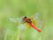“極小の赤”、ハッチョウトンボ舞う　岡山・総社のヒイゴ池湿地に彩り添える